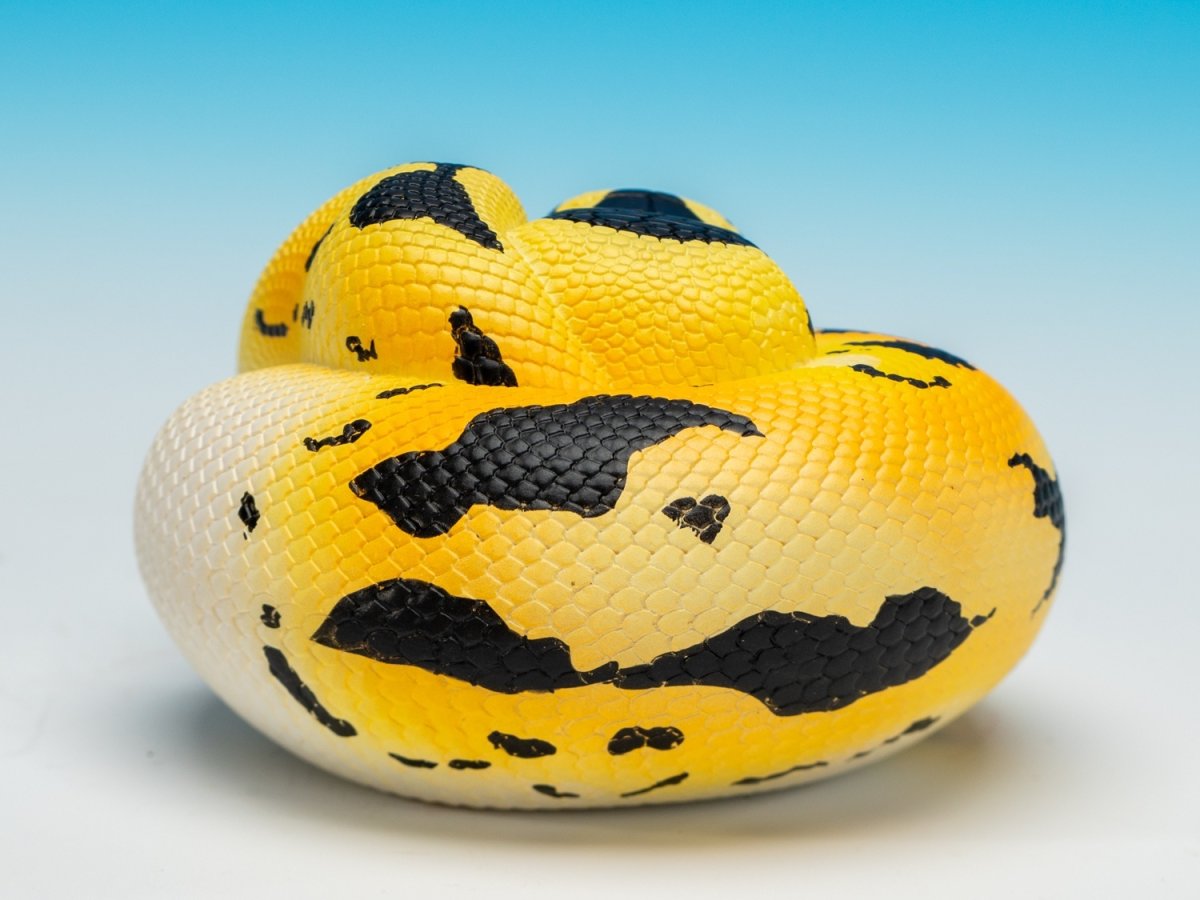 画像6: ボールニシキヘビ (6)