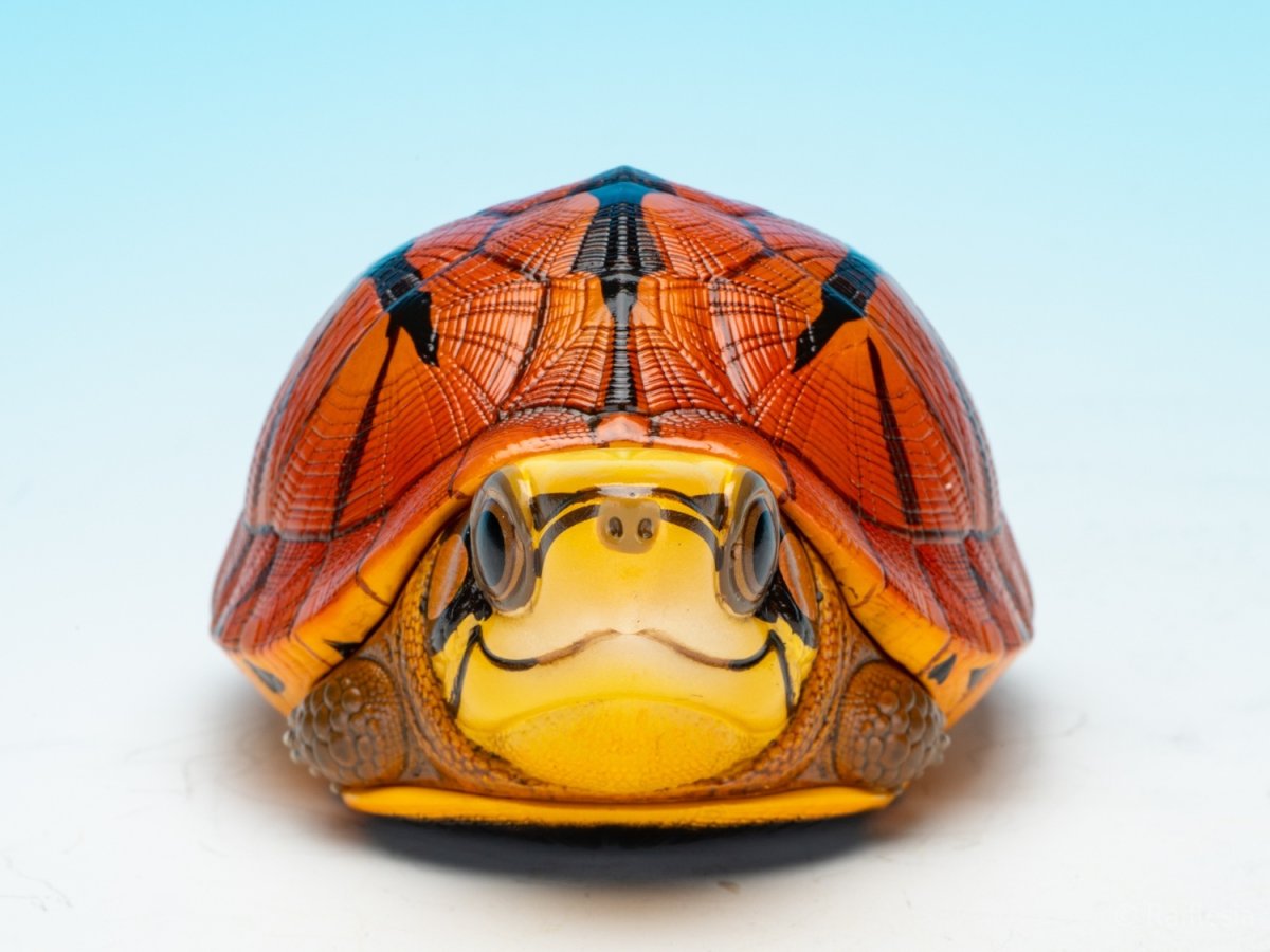 画像2: ミスジハコガメ (2)