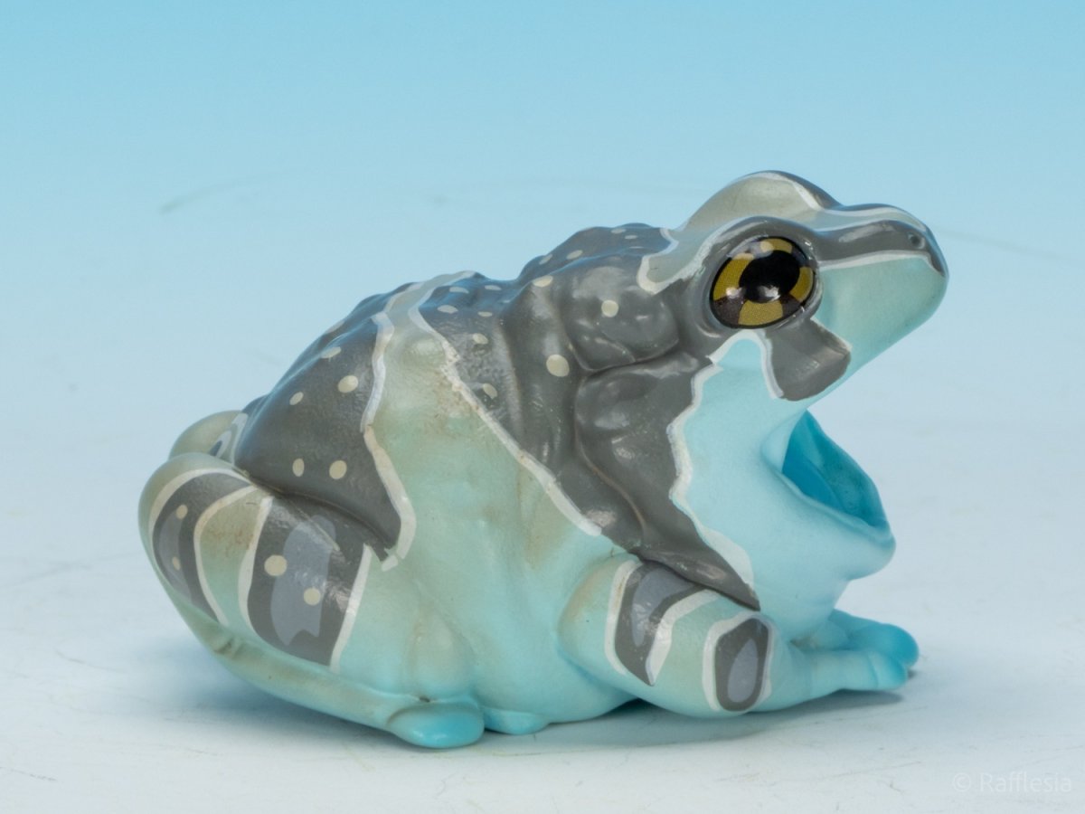 画像3: ジュウジメドクアマガエル (3)