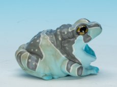 画像3: ジュウジメドクアマガエル (3)