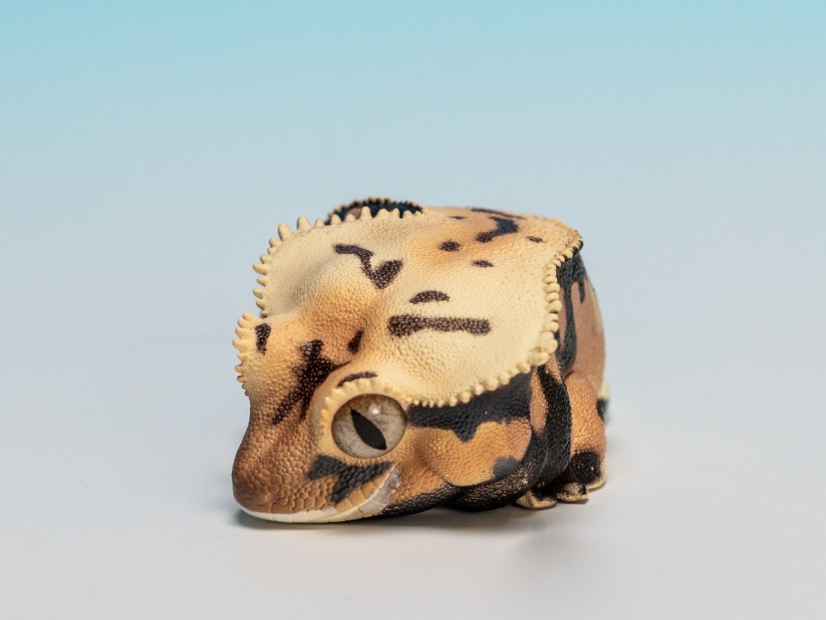 画像5: オウカンミカドヤモリ（リリーホワイト） (5)