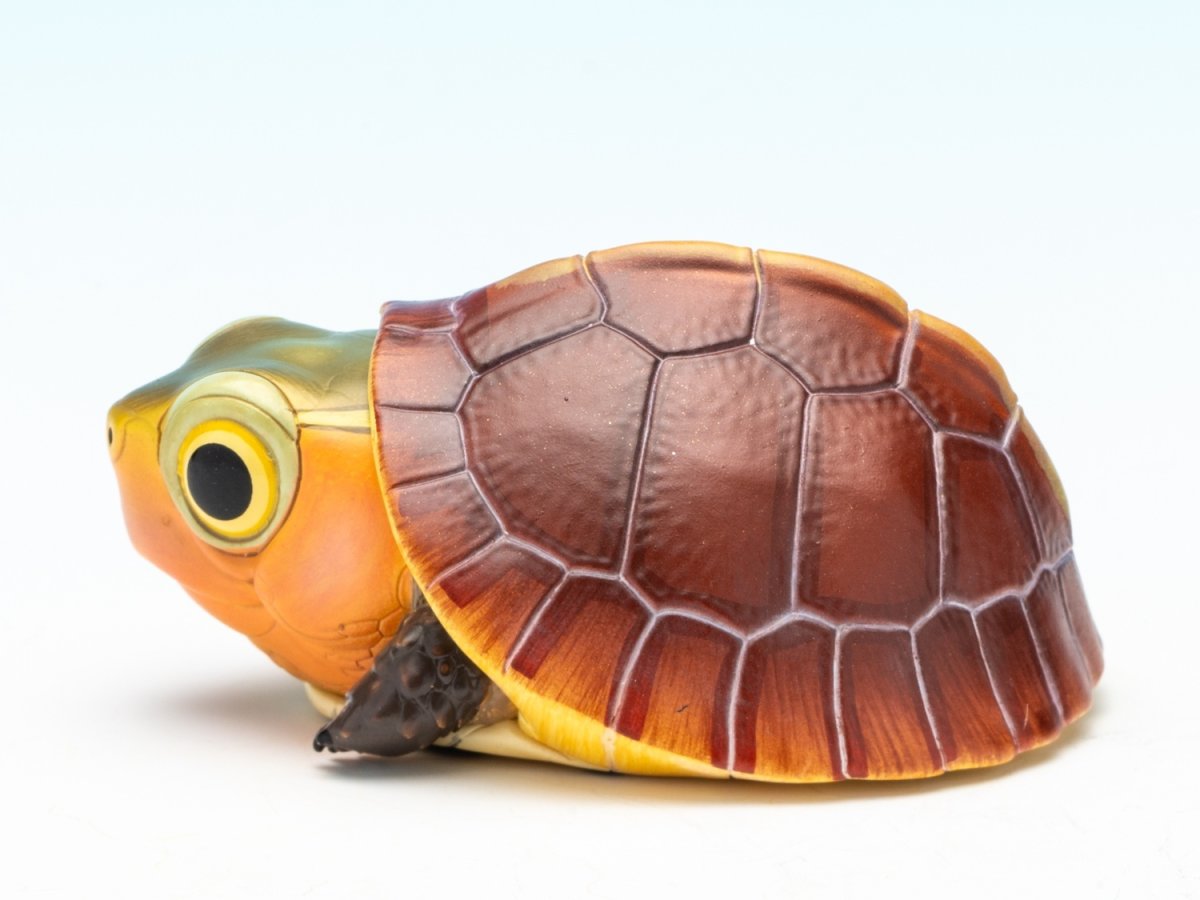 画像5: セマルハコガメ（五周年記念） (5)