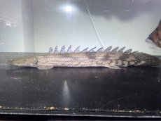 画像3: ラプラティエンドリケリー(約63cm) (3)