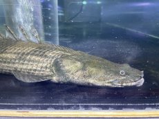 画像1: ラプラティエンドリケリー(約63cm) (1)