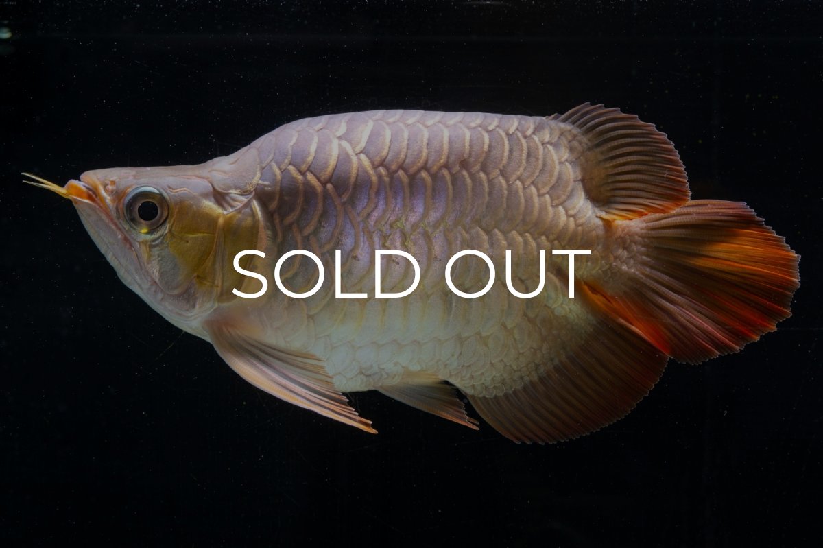 画像2: スーパーレッド ショート個体(#1) NO.51 (2)