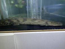 画像4: ラプラティエンドリケリー(約63cm) (4)