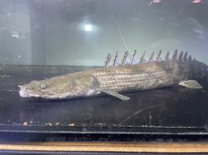 画像2: ラプラティエンドリケリー(約63cm) (2)