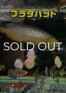 プラタパッド - アジアアロワナ専門店ラフレシア