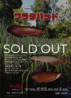 プラタパッド - アジアアロワナ専門店ラフレシア