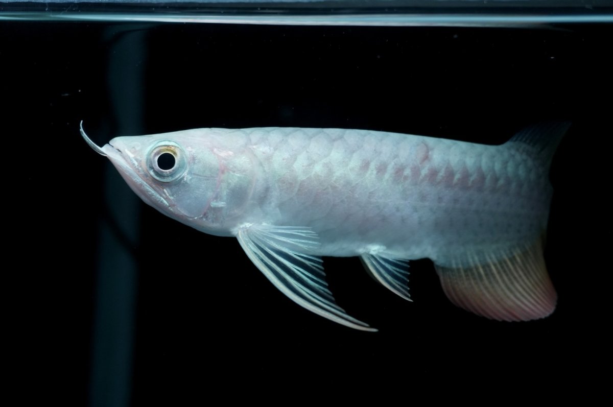 画像3: 紅尾金龍 NO.19（アクアリーダー産） (3)