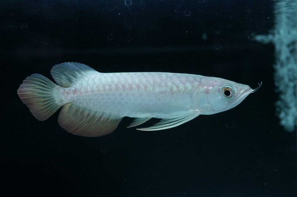 画像4: 紅尾金龍 NO.19（アクアリーダー産） (4)