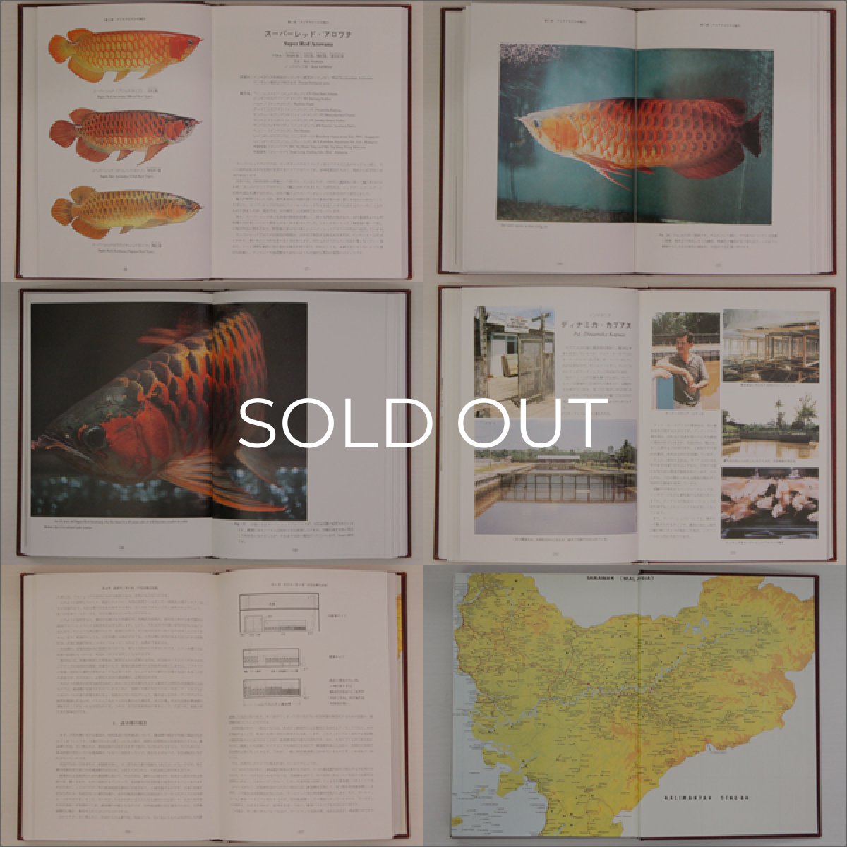 画像3: 熱帯雨林の神秘 (3)