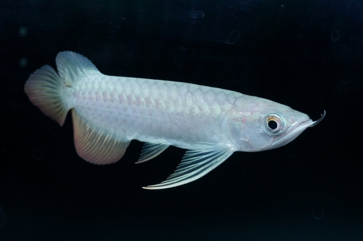 画像5: 紅尾金龍 NO.19（アクアリーダー産） (5)