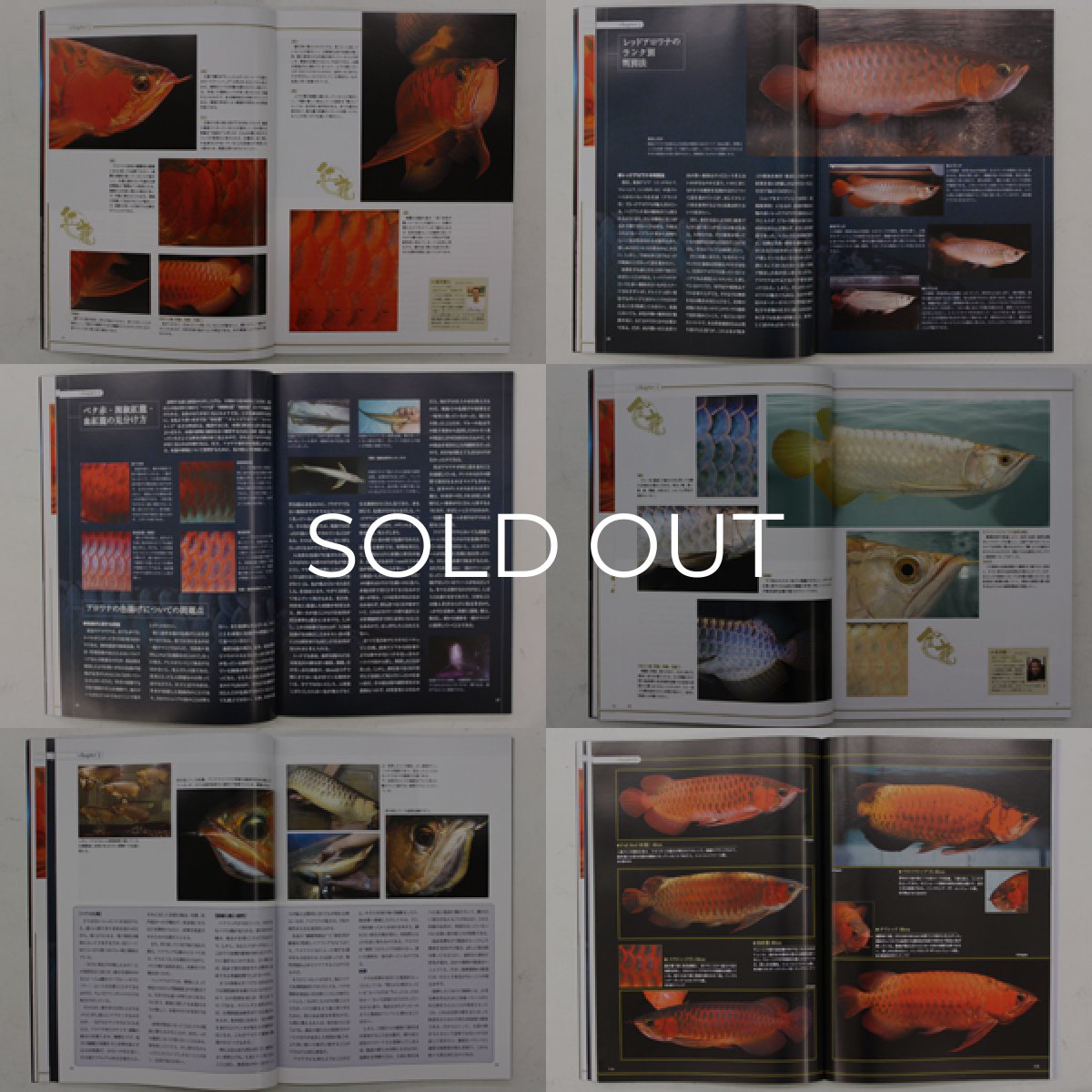 画像2: 最新アジアアロワナ飼育ガイド (2)