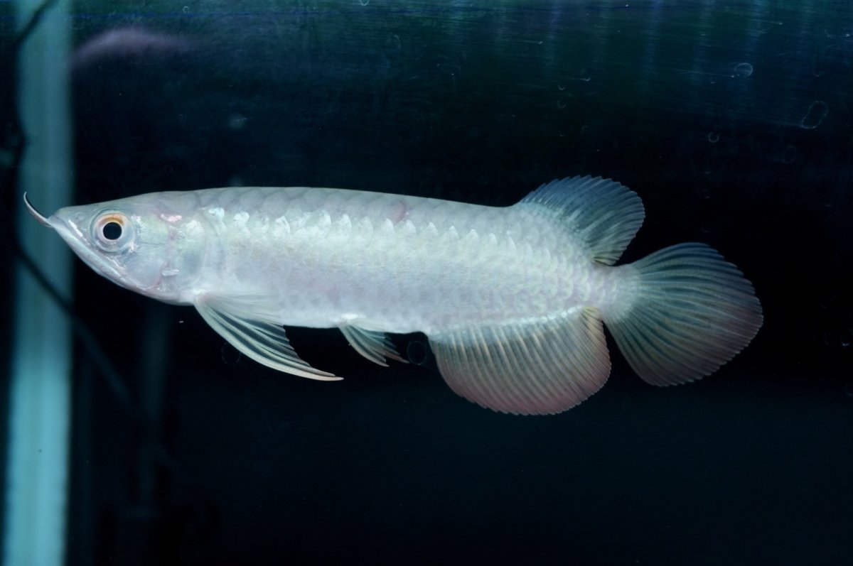 画像6: 紅尾金龍 NO.19（アクアリーダー産） (6)