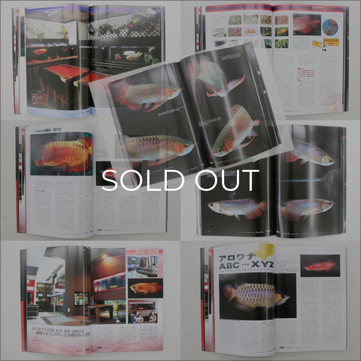 画像2: ヤング・アロワニア (2)