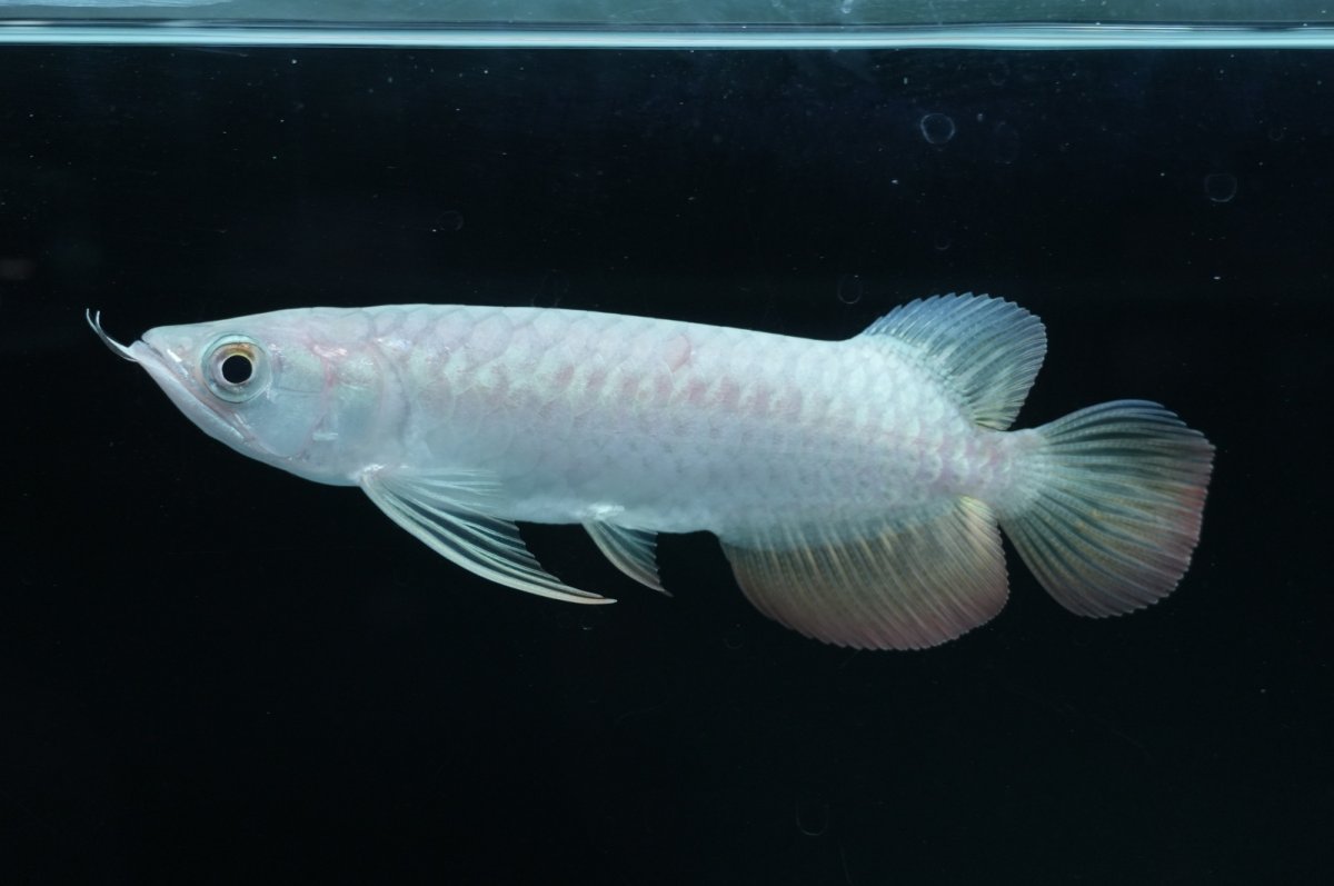 画像2: 紅尾金龍 NO.19（アクアリーダー産） (2)