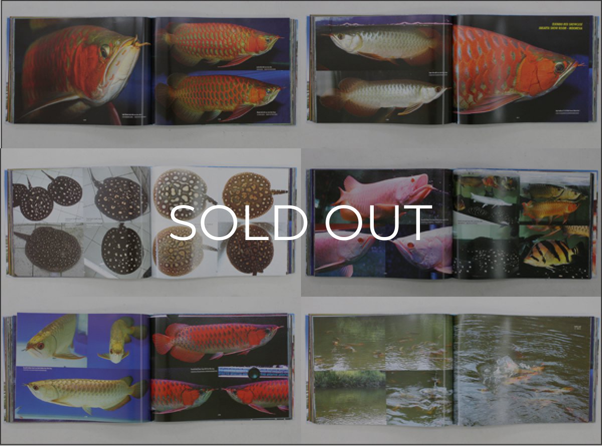 画像2: インドドラゴン６（洋書）「印尼神龍」  (2)