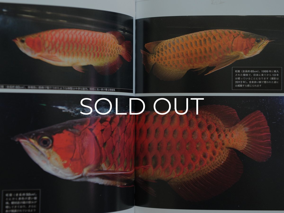 画像2: アロワナ完全飼育 (2)