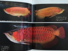 画像2: アロワナ完全飼育 (2)
