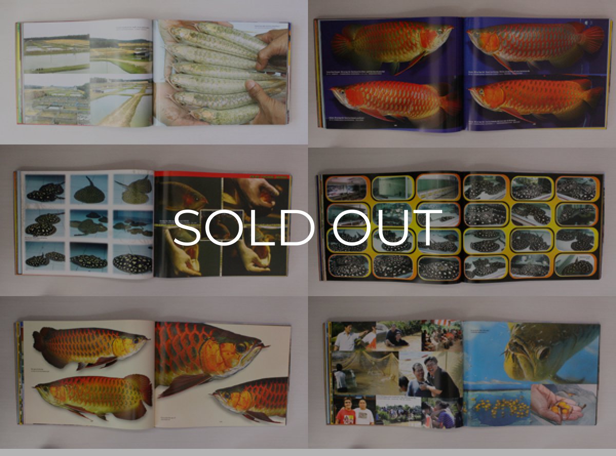 画像2: インドドラゴン８（洋書）「印尼神龍」  (2)