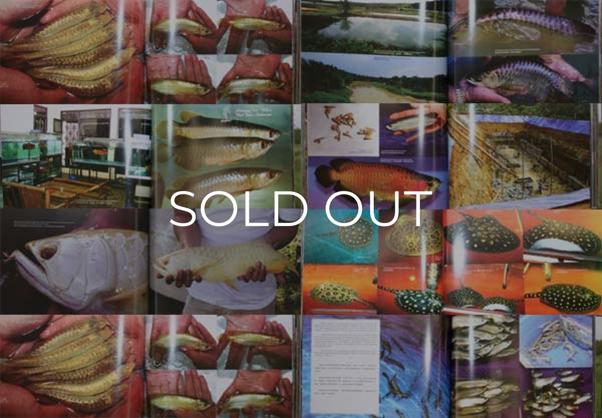 画像2: インドドラゴン３（洋書）「印尼神龍」  (2)