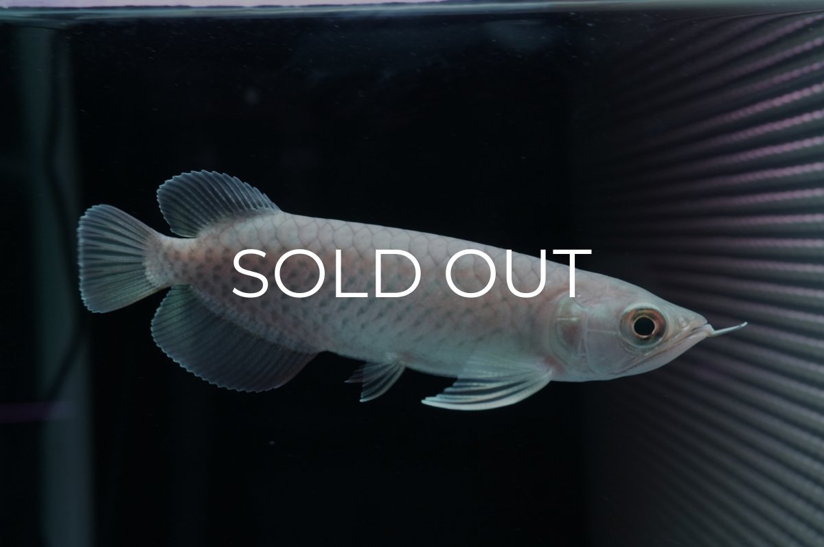 画像1: 青龍（グリーンアロワナ）NO.４ (1)