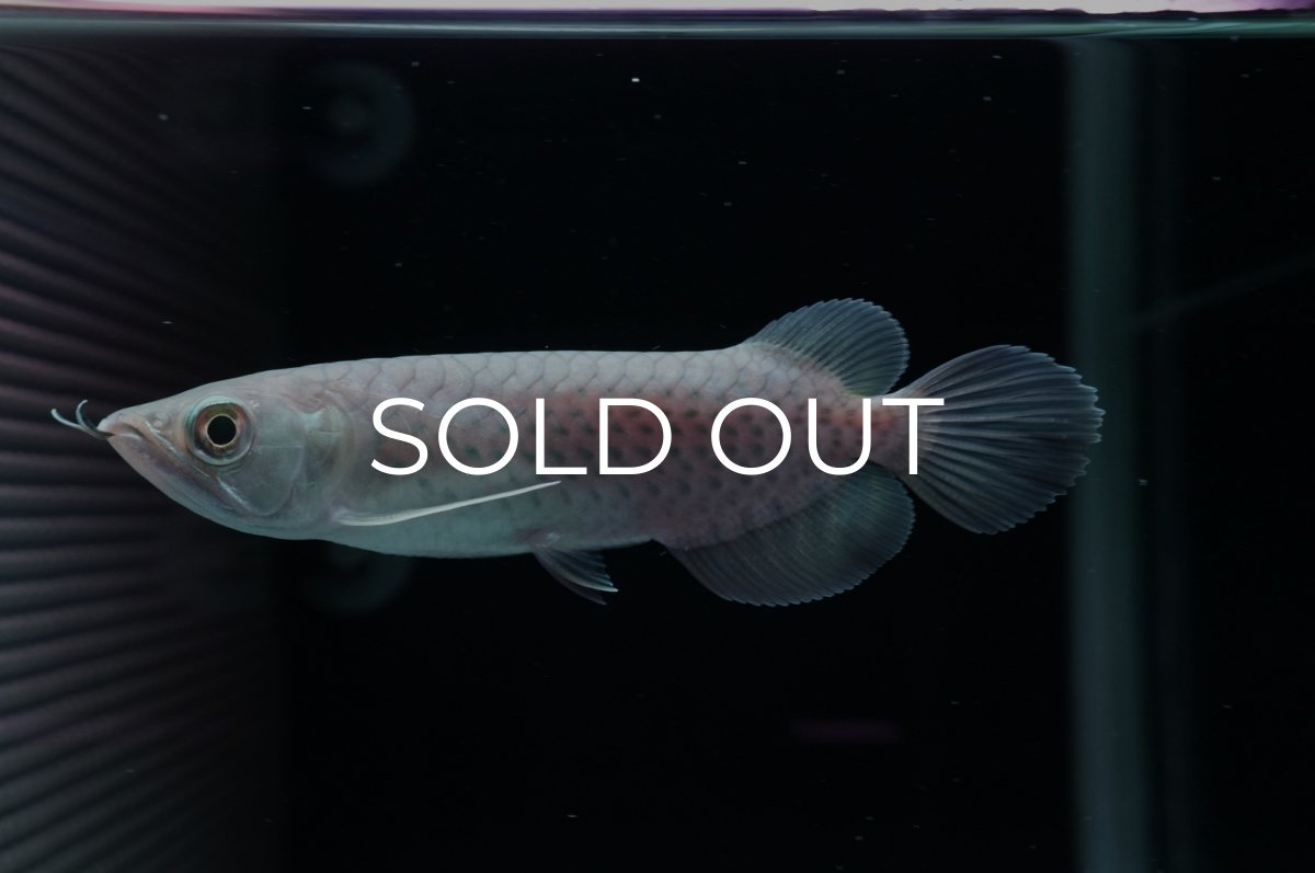 画像4: 青龍（グリーンアロワナ）NO.３ (4)