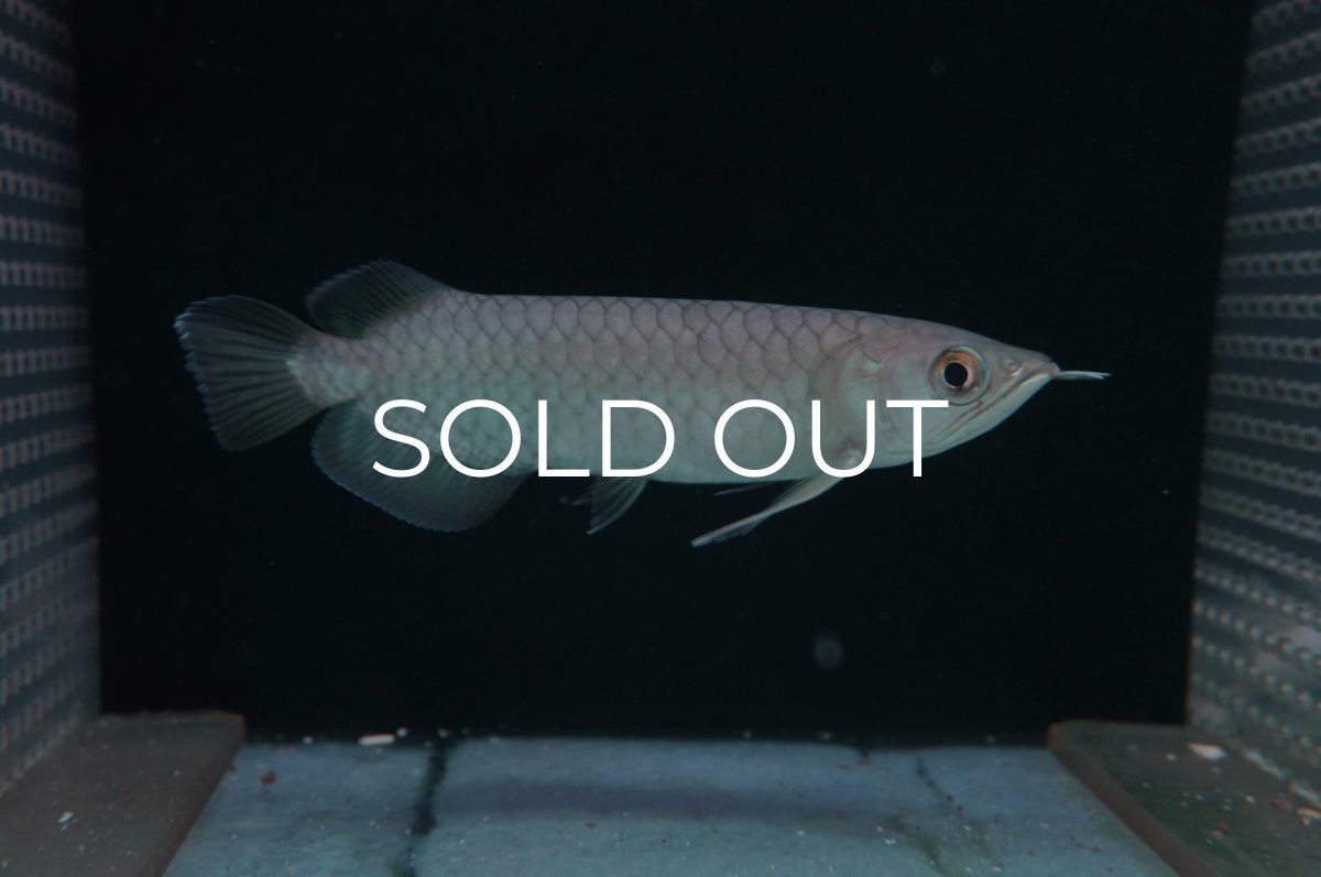 画像1: 青龍（グリーンアロワナ）NO.６ (1)