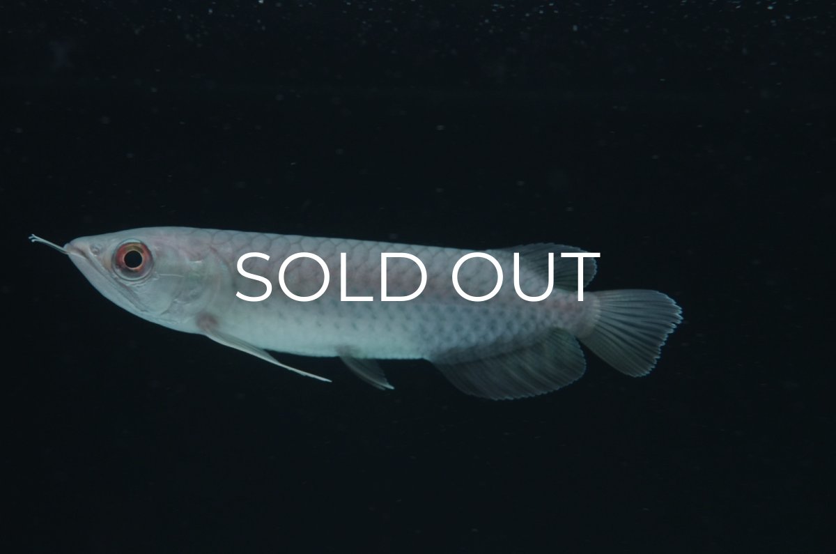 画像4: 青龍（グリーンアロワナ）NO.７ (4)