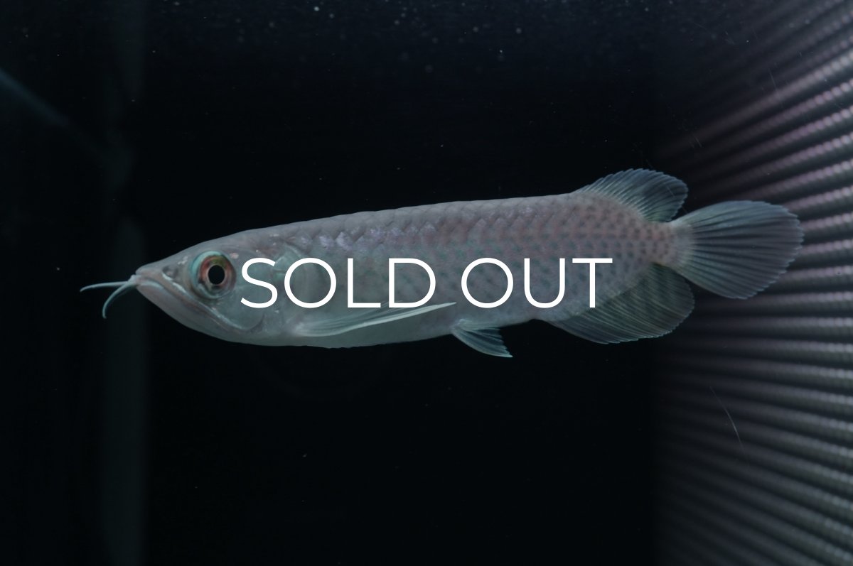 画像2: 青龍（グリーンアロワナ）NO.２ (2)