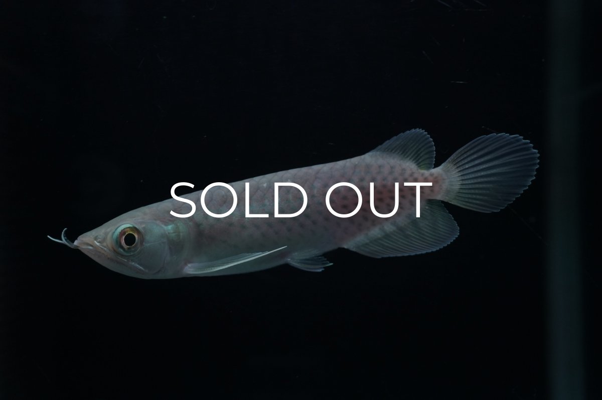 画像3: 青龍（グリーンアロワナ）NO.１ (3)