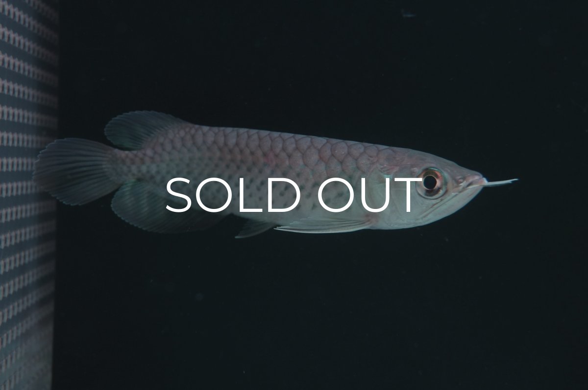 画像2: 青龍（グリーンアロワナ）NO.５ (2)