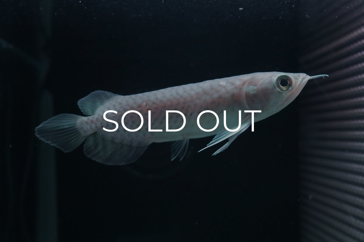 画像1: 青龍（グリーンアロワナ）NO.２ (1)