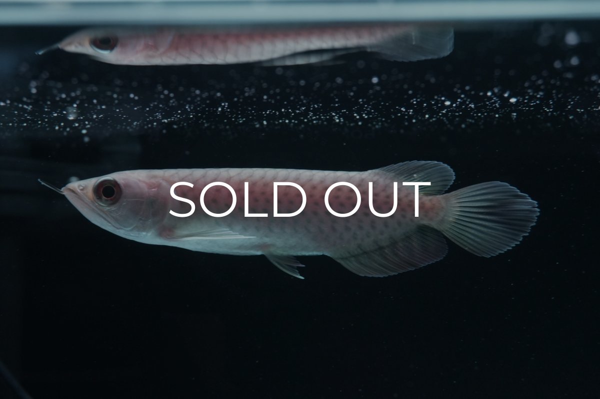 画像3: 青龍（グリーンアロワナ）NO.７ (3)