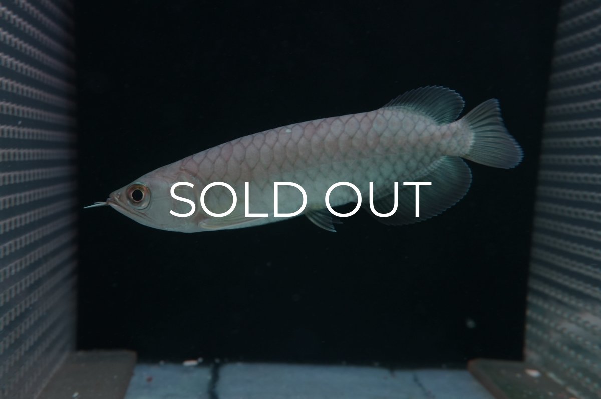 画像3: 青龍（グリーンアロワナ）NO.６ (3)