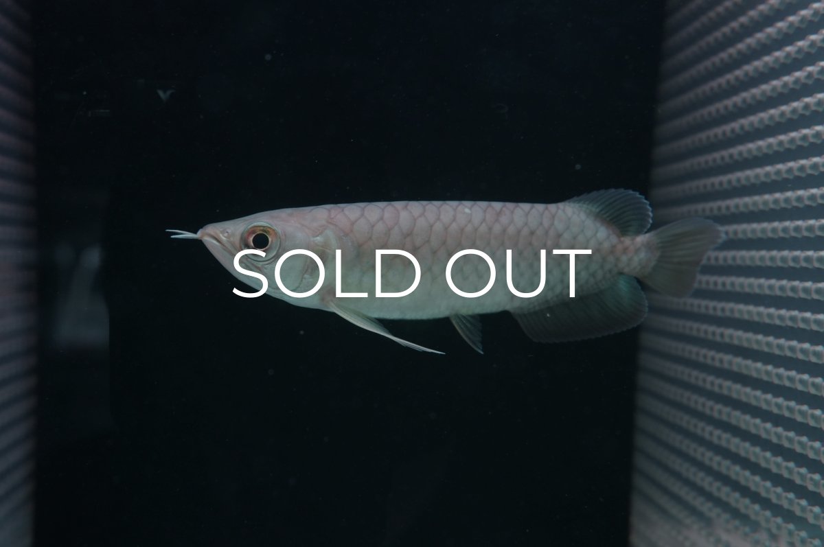 画像4: 青龍（グリーンアロワナ）NO.６ (4)