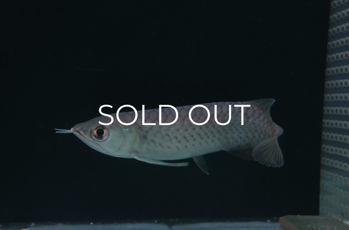 画像4: 青龍（グリーンアロワナ）NO.５ (4)