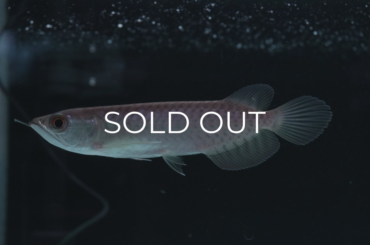 画像2: 青龍（グリーンアロワナ）NO.７ (2)