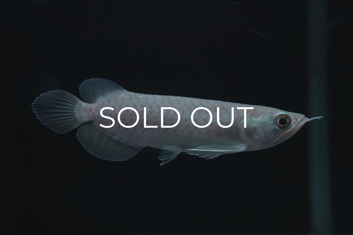 画像2: 青龍（グリーンアロワナ）NO.１ (2)