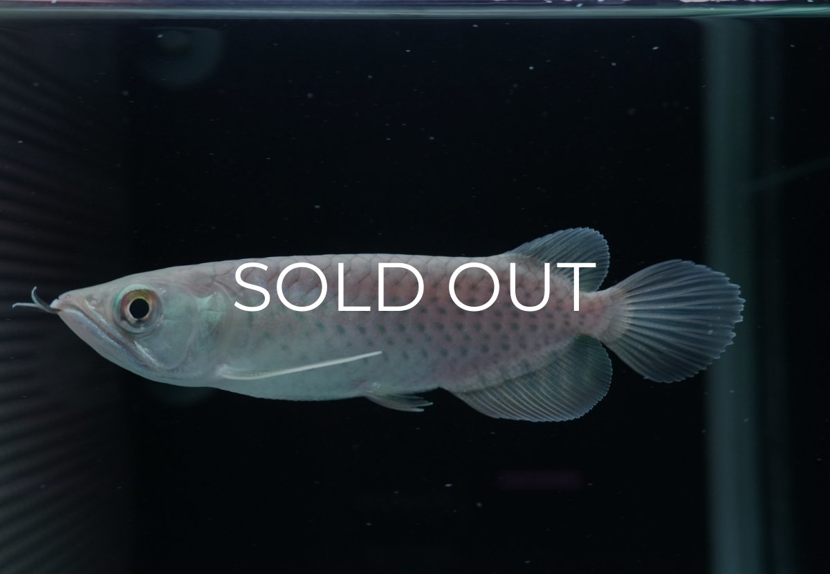 画像2: 青龍（グリーンアロワナ）NO.３ (2)