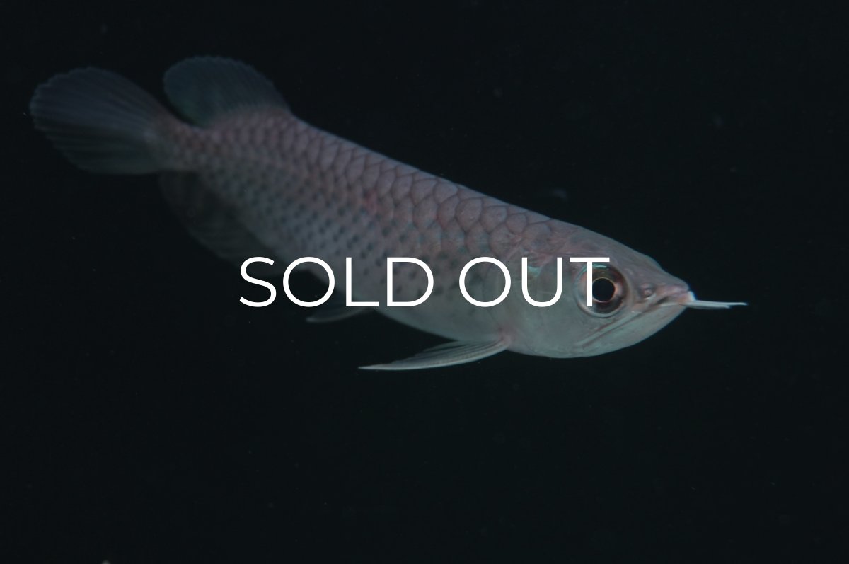 画像3: 青龍（グリーンアロワナ）NO.５ (3)