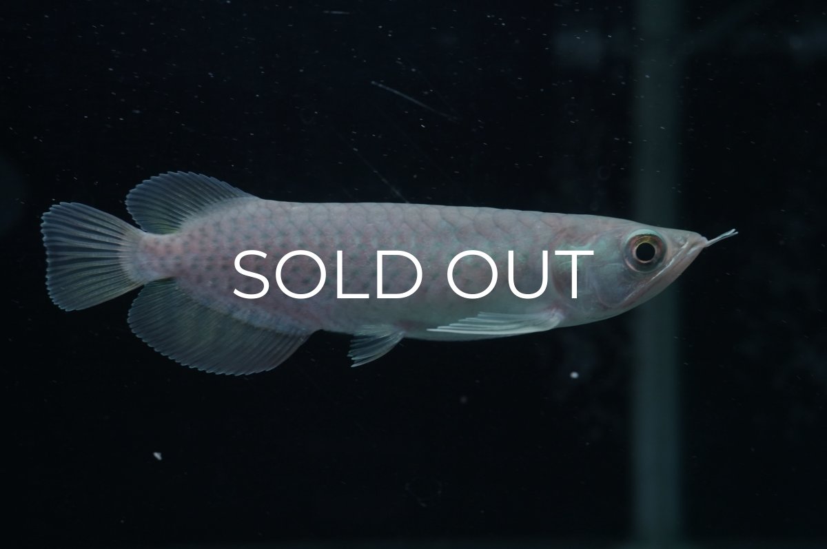 画像1: 青龍（グリーンアロワナ）NO.１ (1)