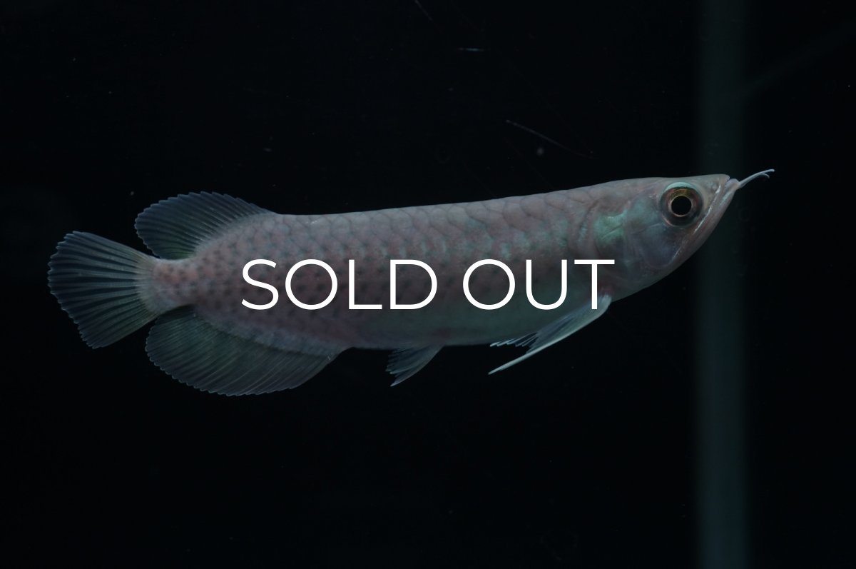 画像4: 青龍（グリーンアロワナ）NO.１ (4)