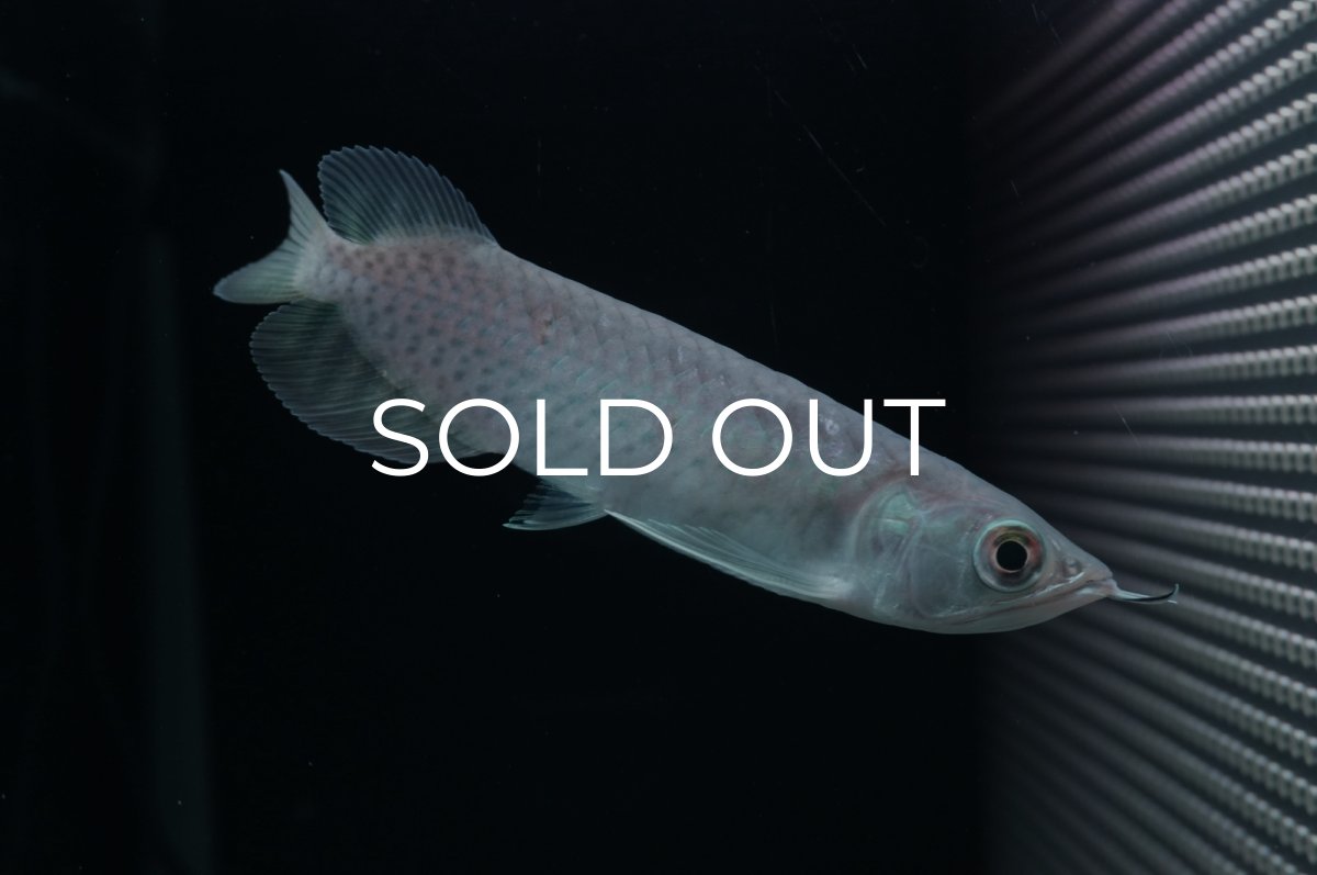 画像3: 青龍（グリーンアロワナ）NO.２ (3)