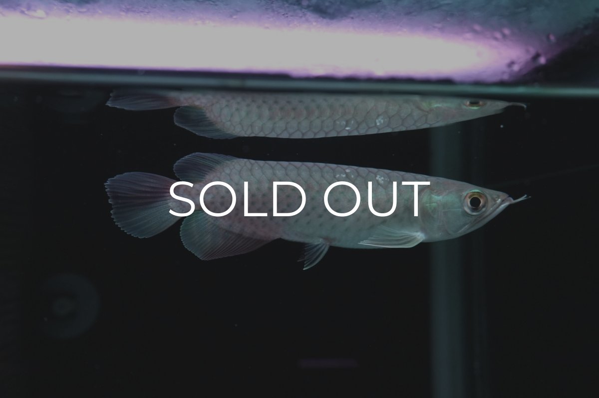 画像3: 青龍（グリーンアロワナ）NO.３ (3)