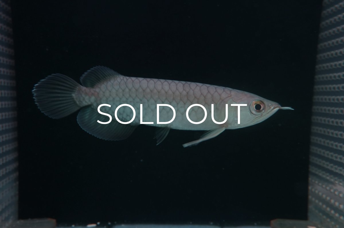 画像2: 青龍（グリーンアロワナ）NO.６ (2)