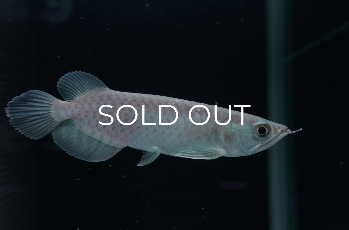 画像1: 青龍（グリーンアロワナ）NO.３ (1)