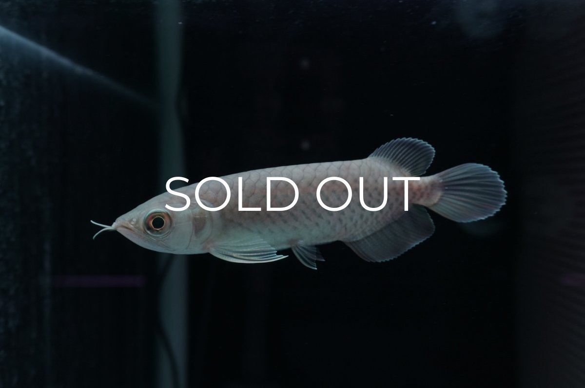 画像2: 青龍（グリーンアロワナ）NO.４ (2)