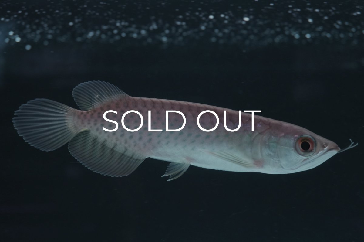 画像1: 青龍（グリーンアロワナ）NO.７ (1)